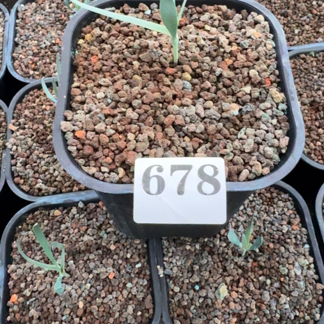阿****百岁兰多肉植物一物一拍