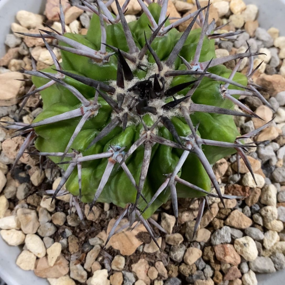 用****4仙人球铃木圆盘玉