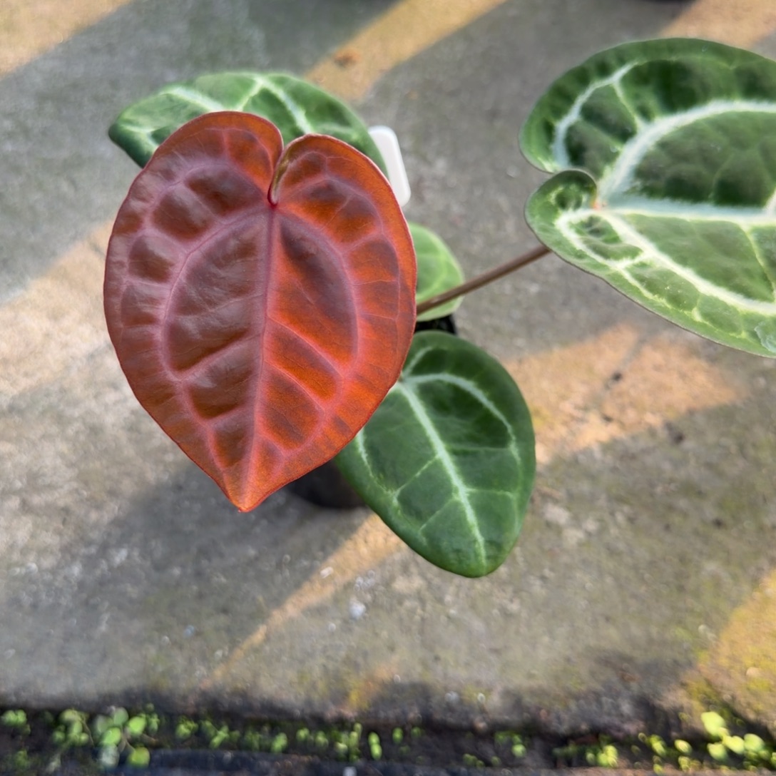 完全开放灰红铜 花烛7