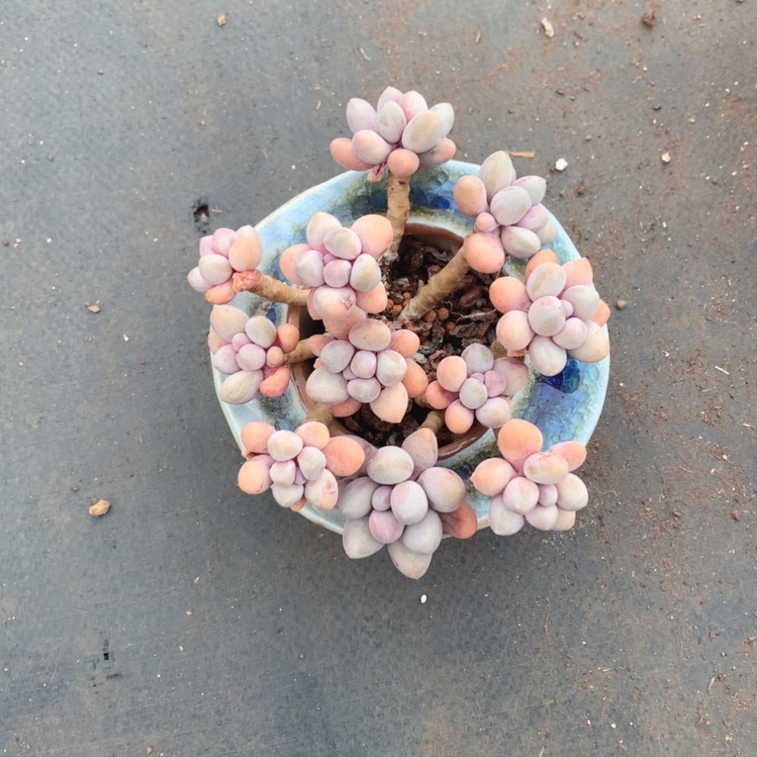 多肉植物多肉植物汤圆