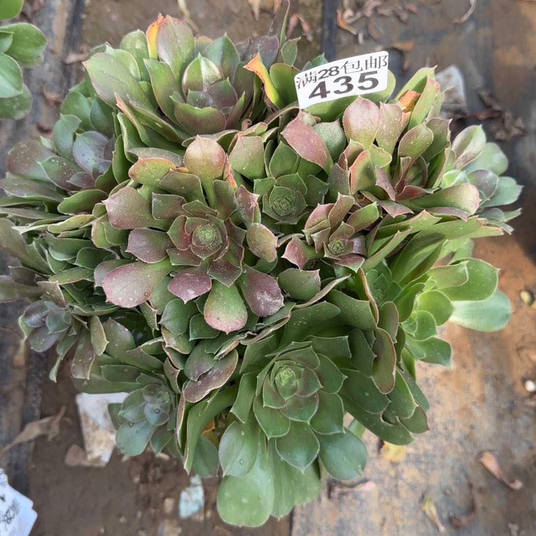 玫瑰多肉435满28包邮断枝不包