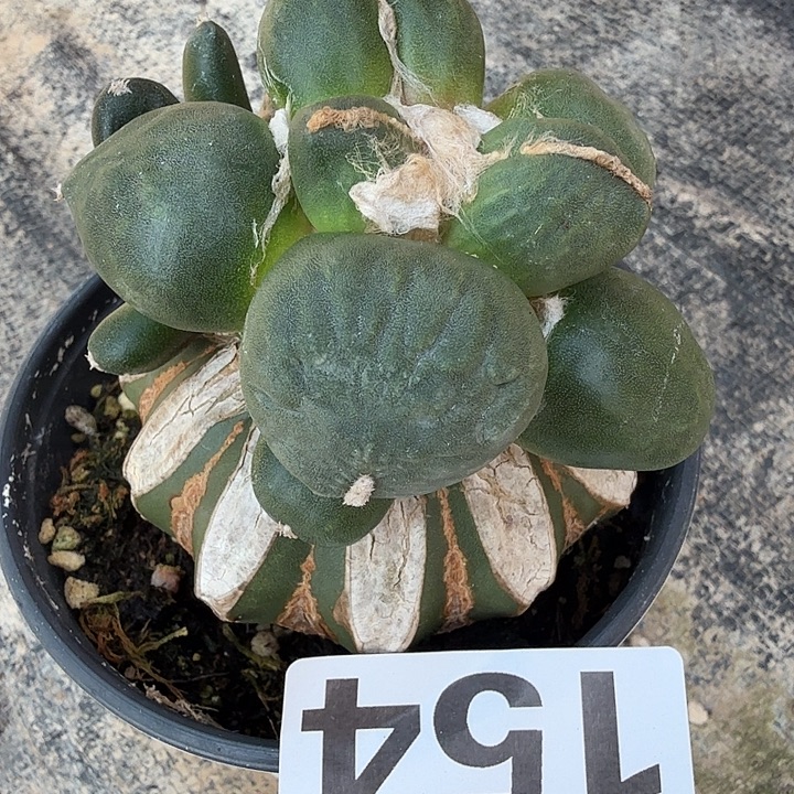 无花朵154蓝白肌大型蛋蛋牡丹西一