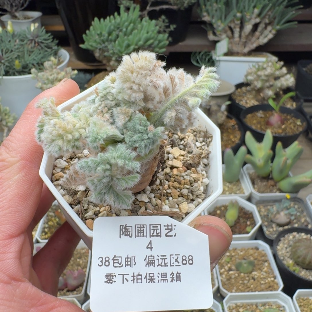 4号羽叶洋葵多肉。       