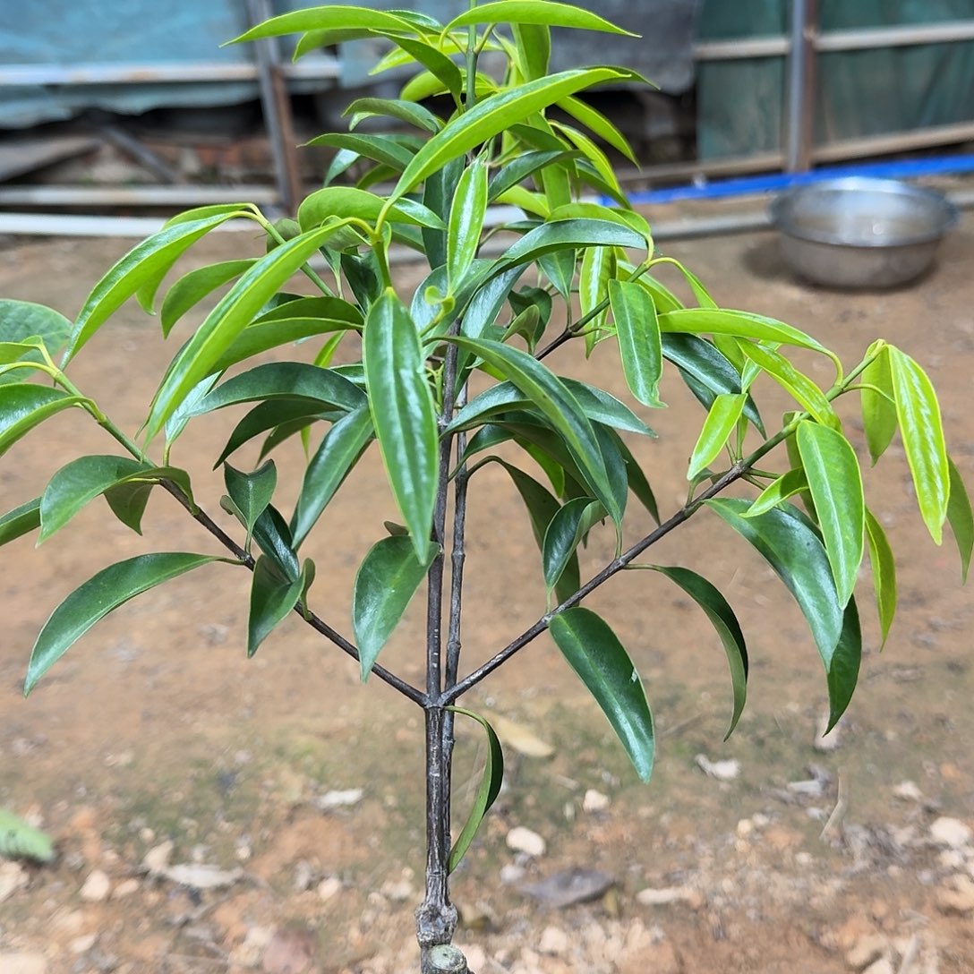 j***小当前无花栽培后可以开花山竹