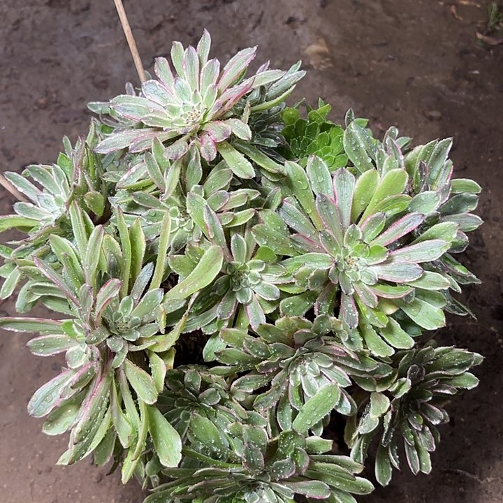 多肉植物花月夜3
