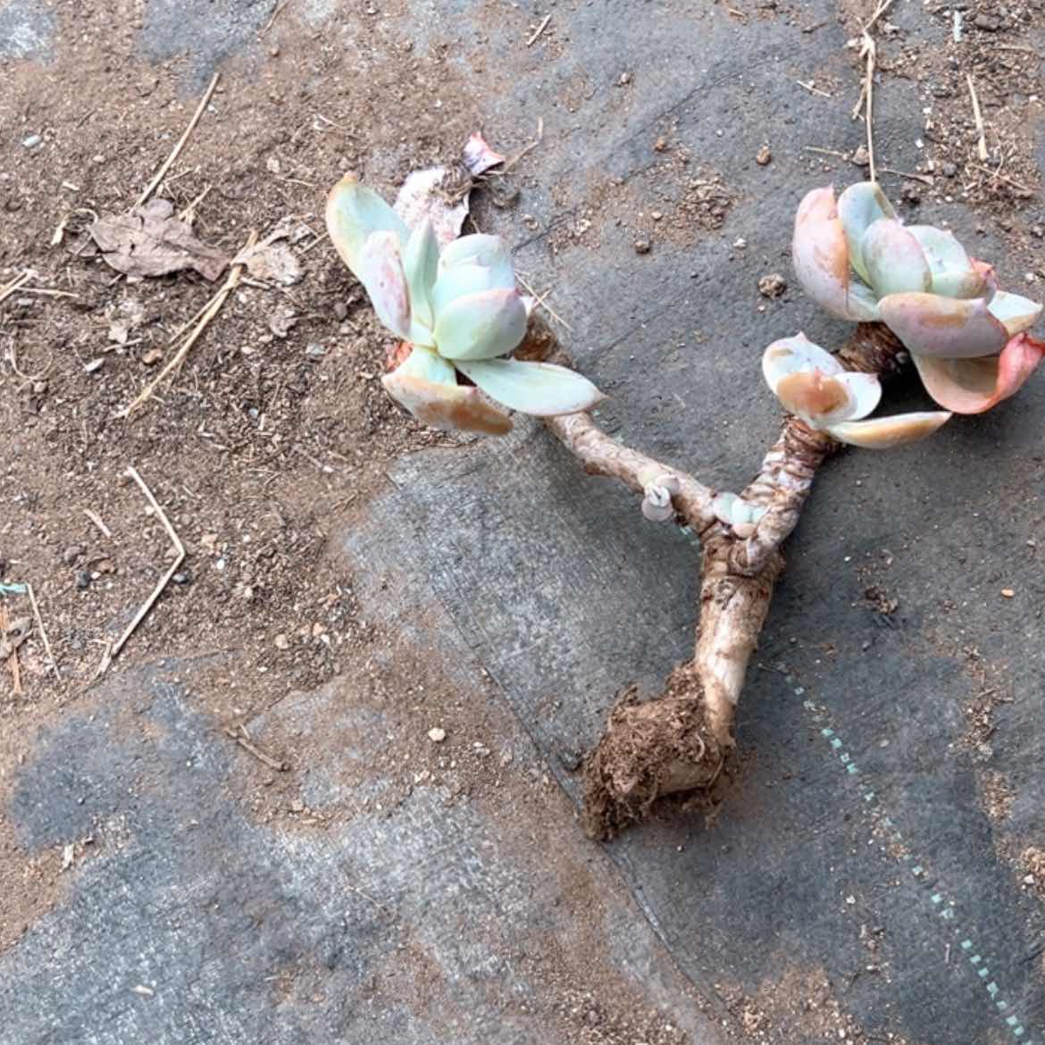 【闪购商品】无花朵卖****?