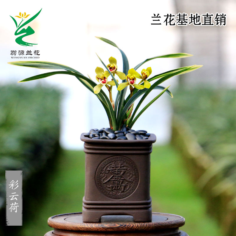 翁源兰花春兰名品彩云荷花艺双全金边带花浓香型彩素盆栽绿植花卉