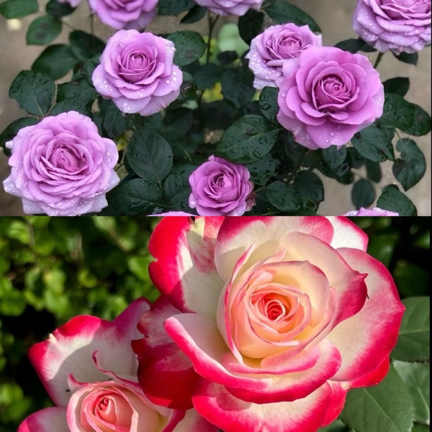 《水王星阳台》+《醉红颜》耐寒耐热四季开花月季花卉绿植盆栽浓香型