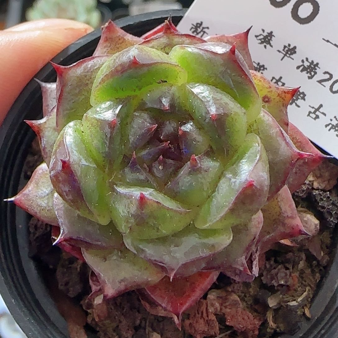 多肉0621-106黑水晶玫瑰