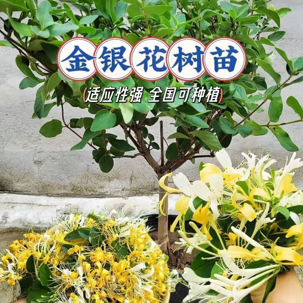 四季金银花盆栽老桩耐寒耐热可观赏泡茶适合庭院阳台种植