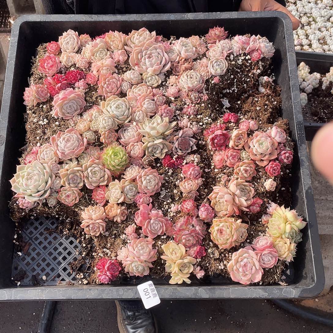 001。   一筐发货。   