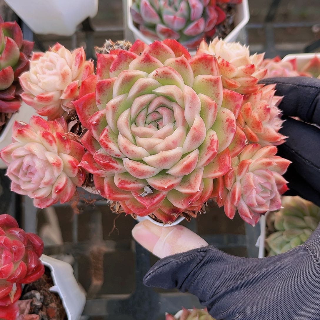 11公分998米以上宽幅