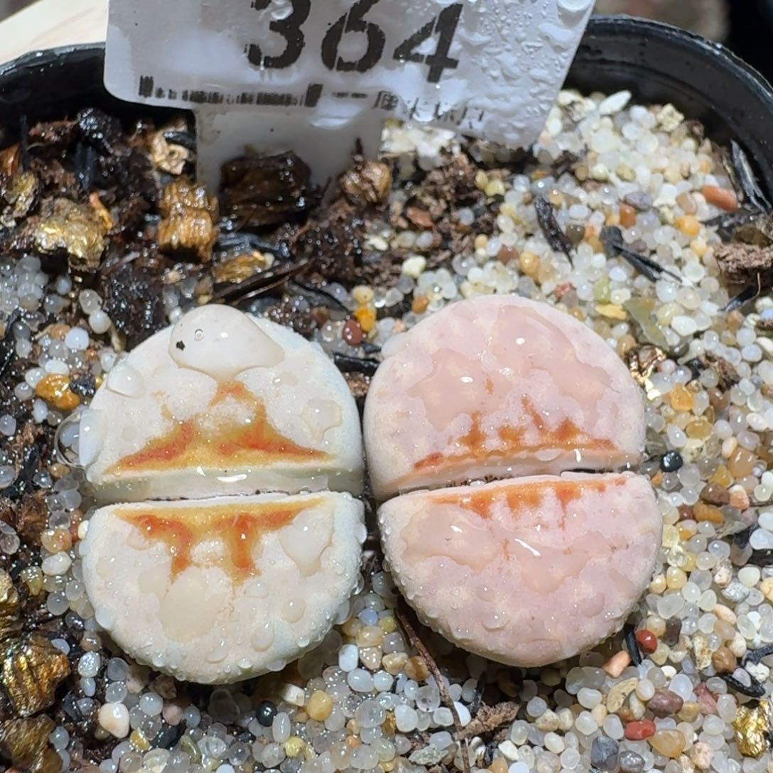 zzz好可爱的生石花364