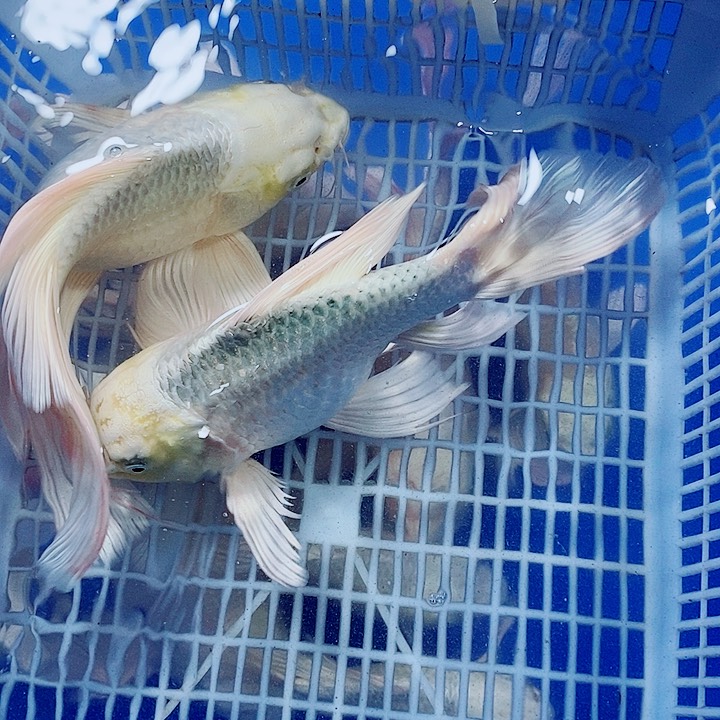 蝴蝶鲤台式精品蝴蝶鲤鱼