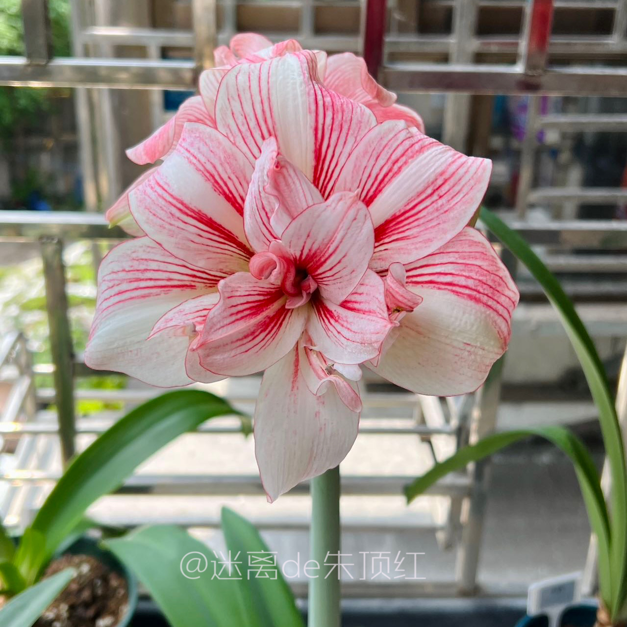 【寻回】朱顶红种球大花重瓣开花球