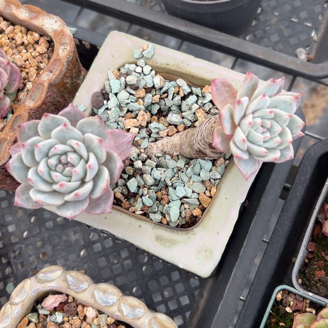 粉蓝鸟精控多肉一物一拍