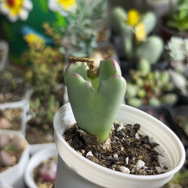 713 少将多肉植物