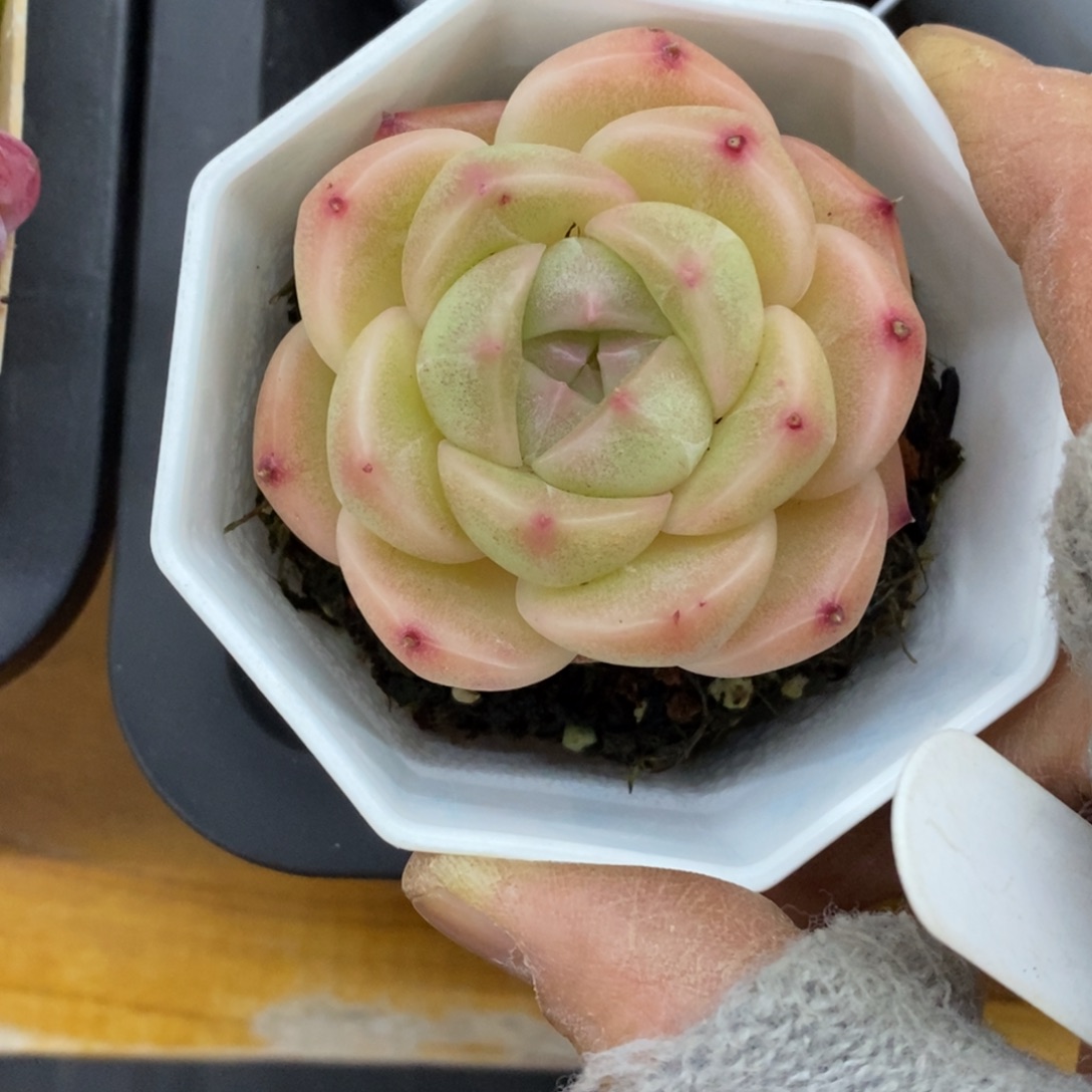 精品多肉一物一拍不包整187