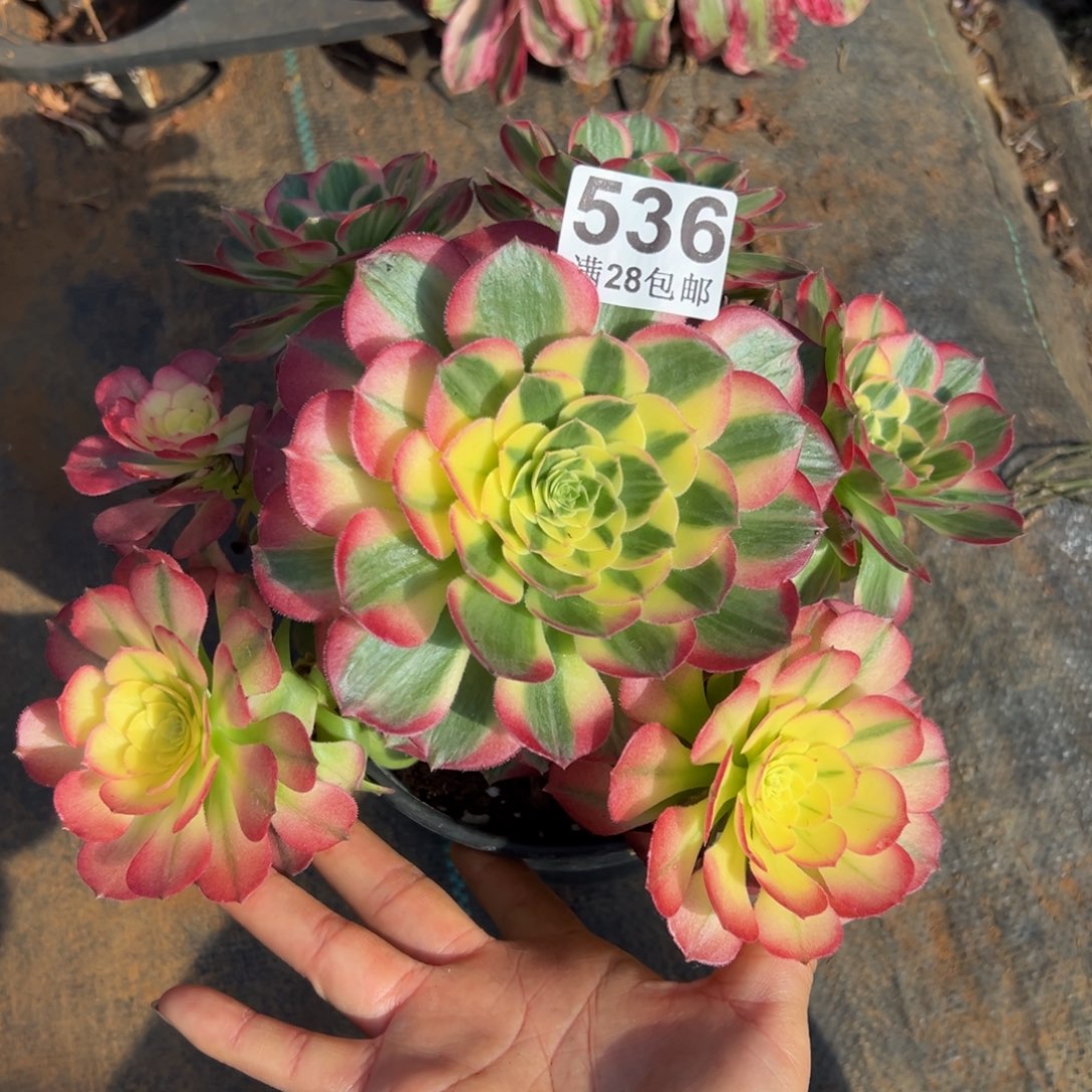柿***意多肉植物536海仙的