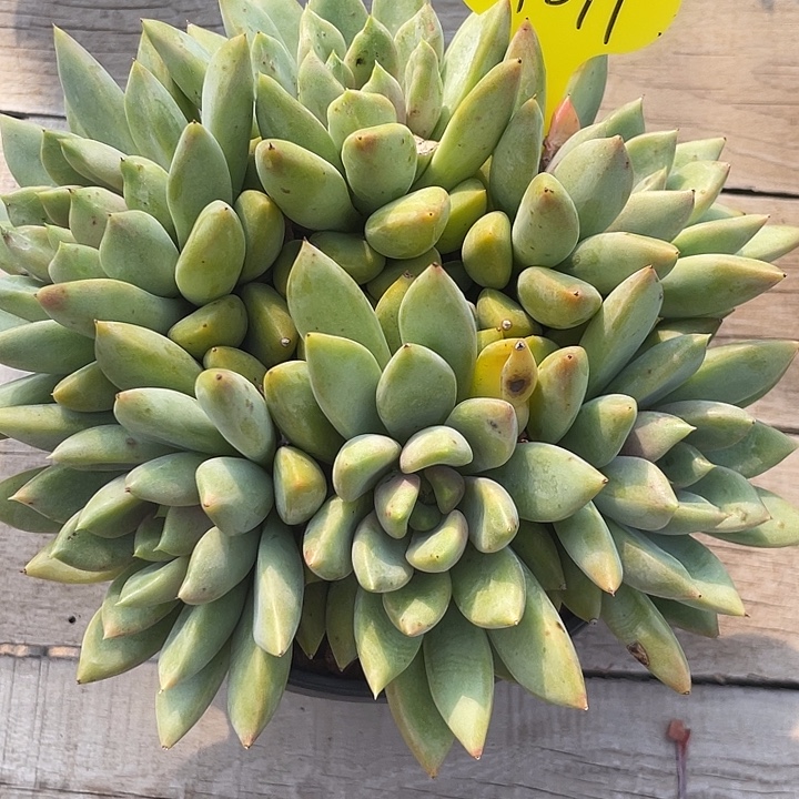 红象牙多肉植物群生299