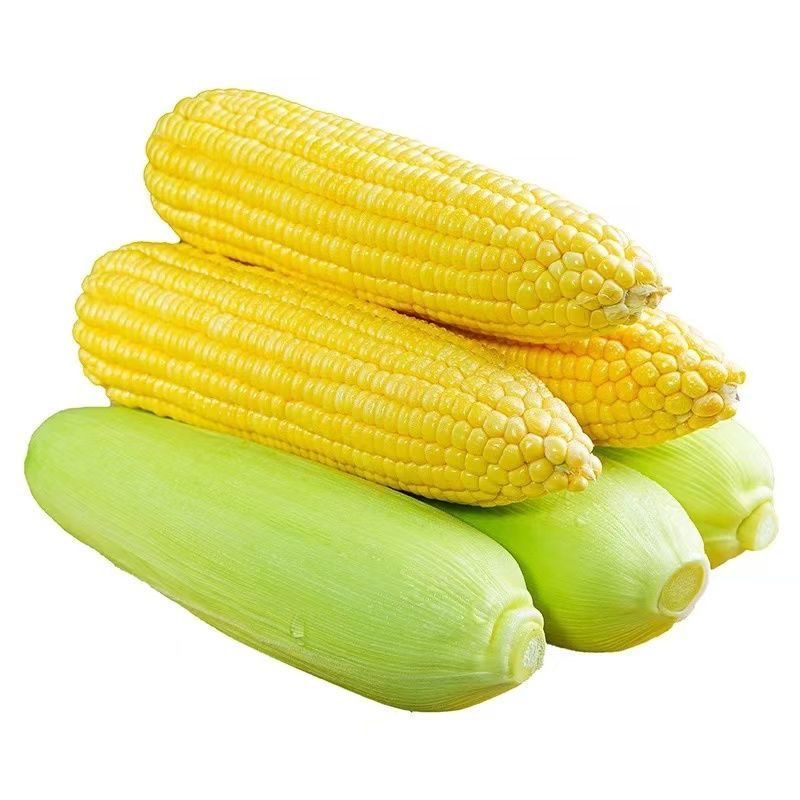 太阳花玉米当季现摘爆浆甜玉米水果玉米新鲜水果玉米