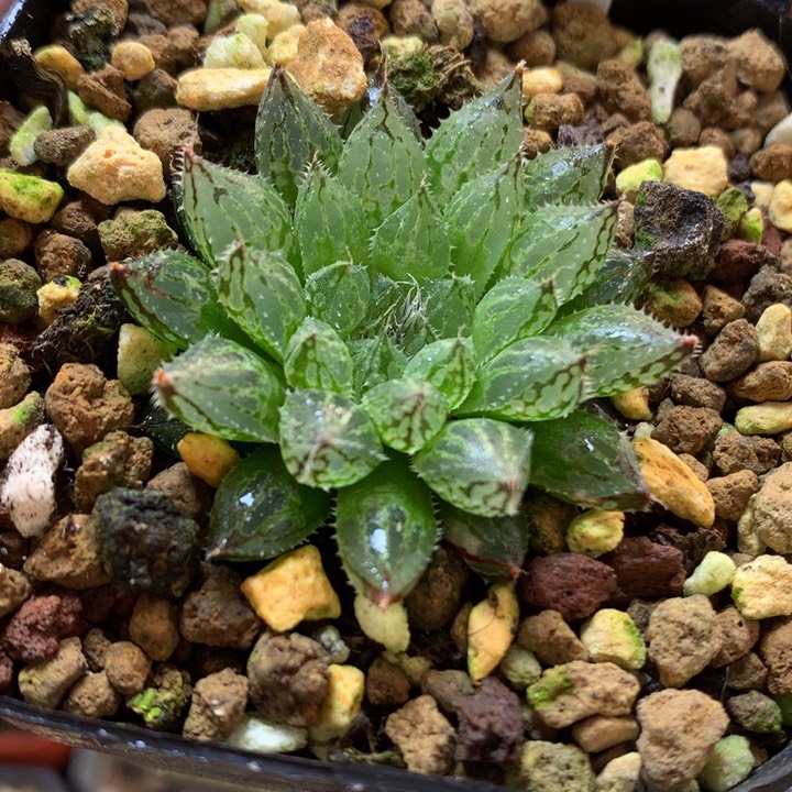 原始种岩兰玉露带盆土发货