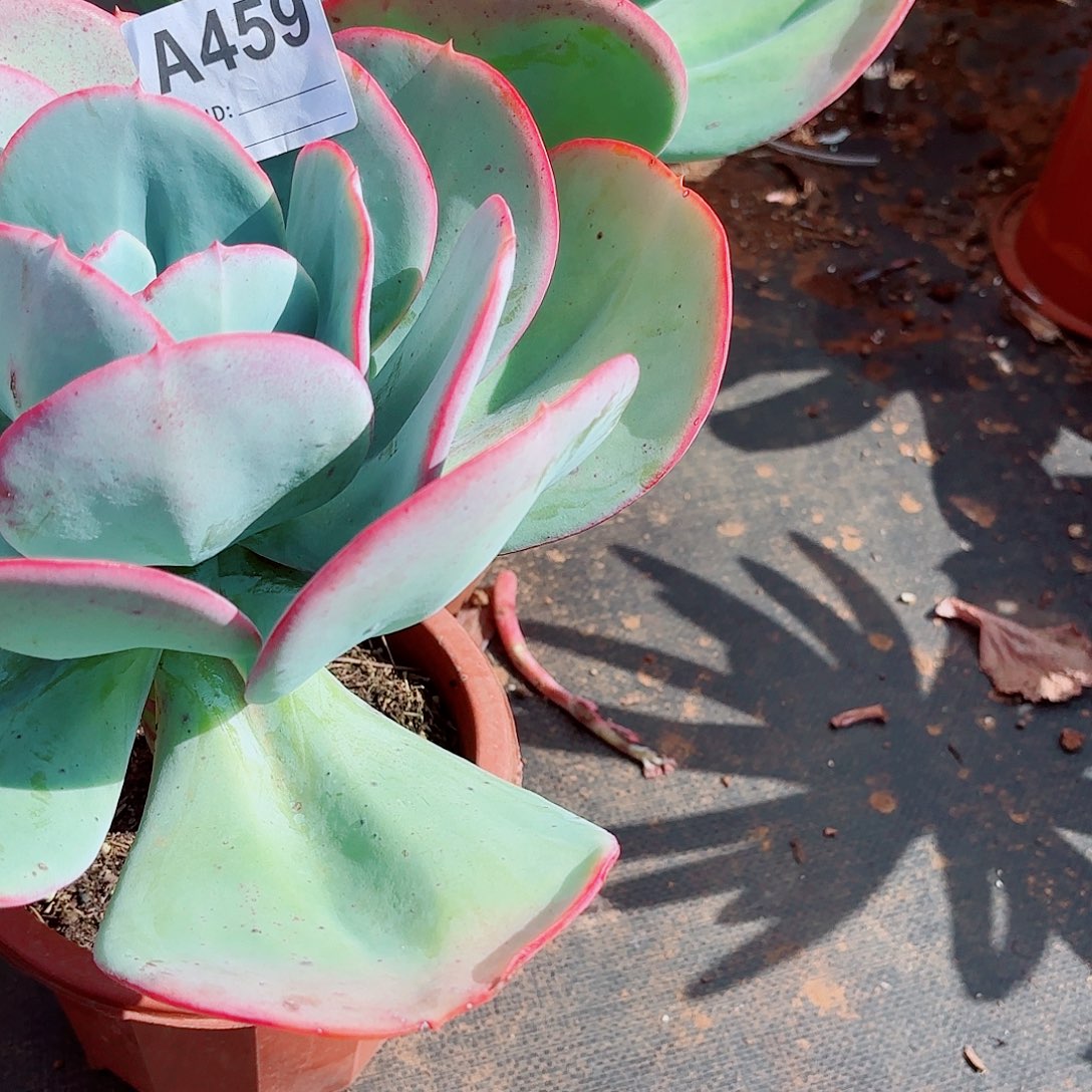 天****瑞蝶多肉植物459号