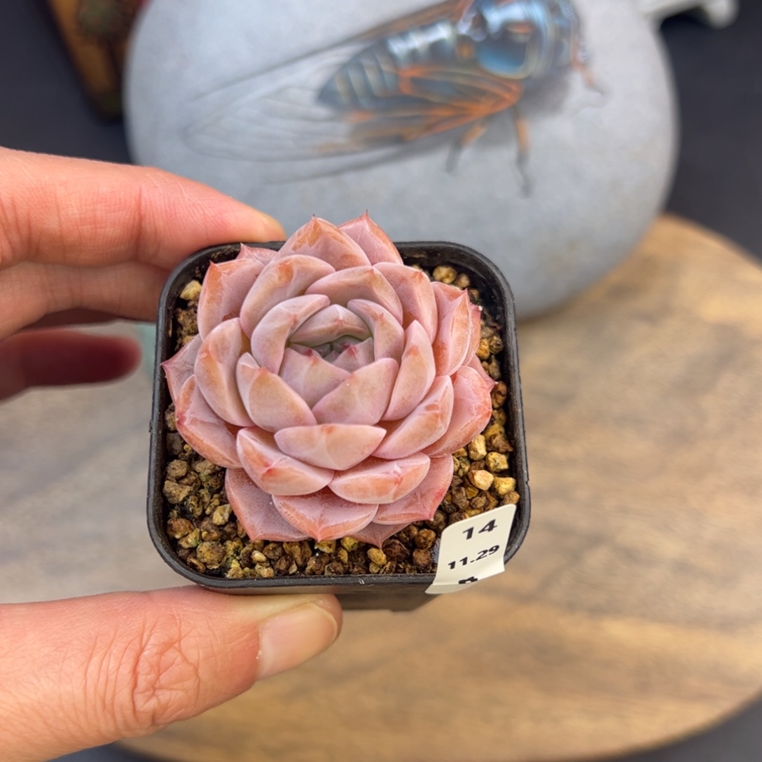 好好看14、哈哈哈哈哈