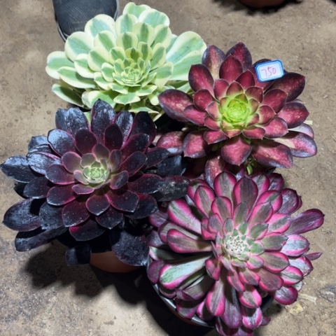 750多肉植物组合