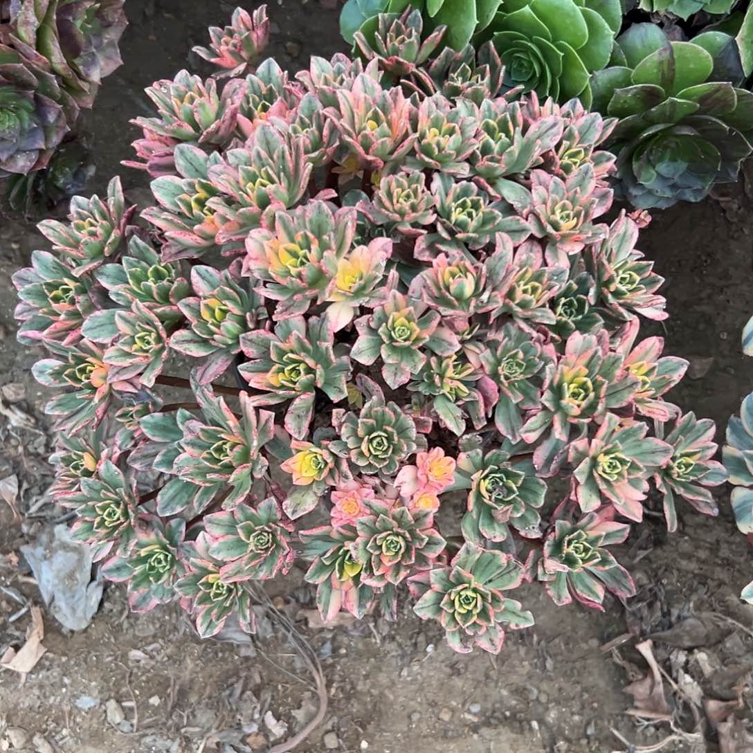 多肉植物老庄甜茶