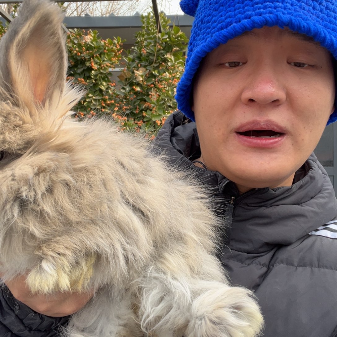 宠物兔英系安哥拉兔