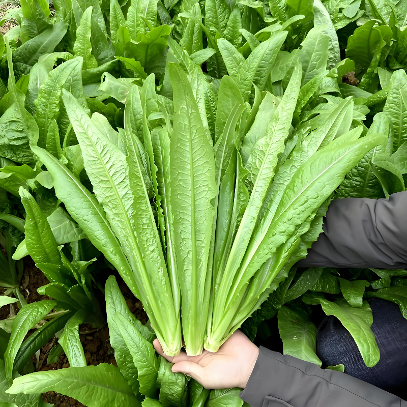 香油麦菜种子耐热抗寒青菜种籽四季可种适合家庭菜园盆栽蔬菜种子
