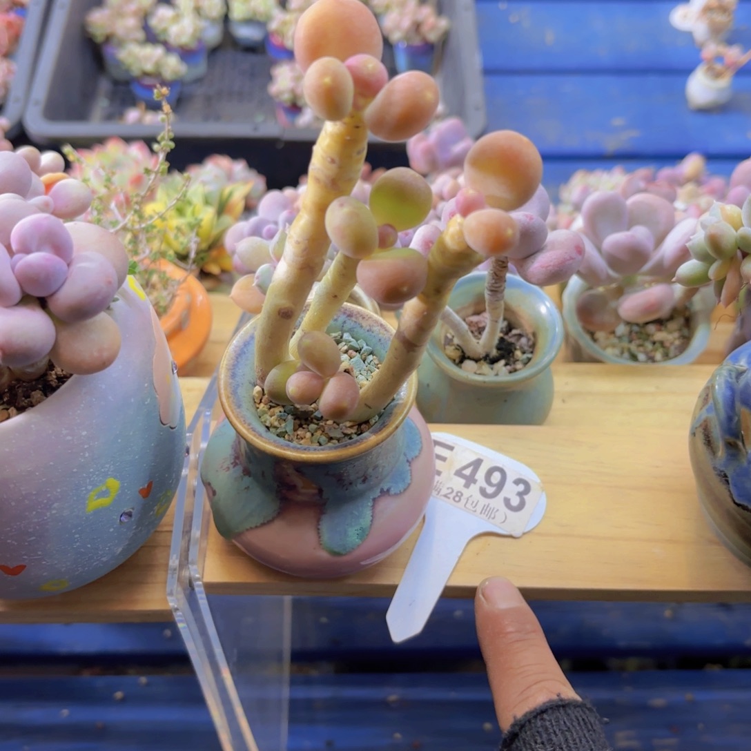E493芒果奶一物一拍