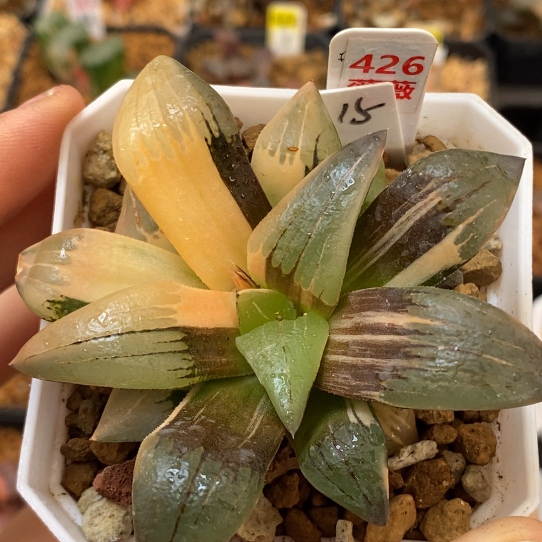 426红文寿多肉植物