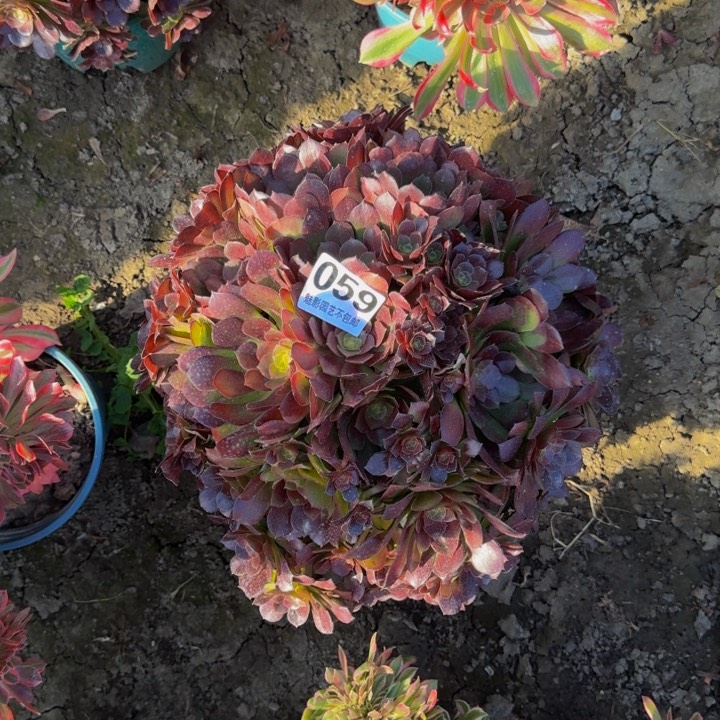 荷兰玫瑰29-14包邮花花