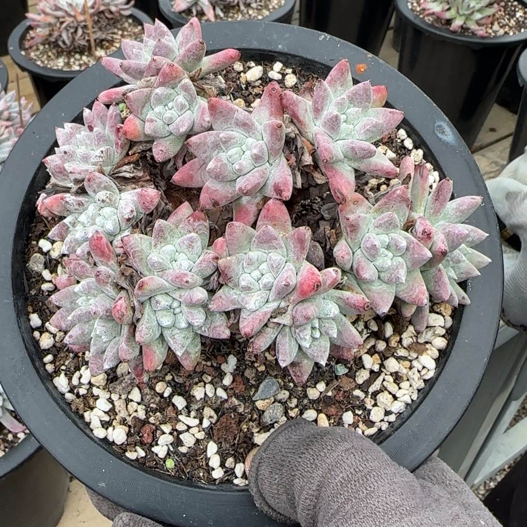 游*20250203z多肉游鱼