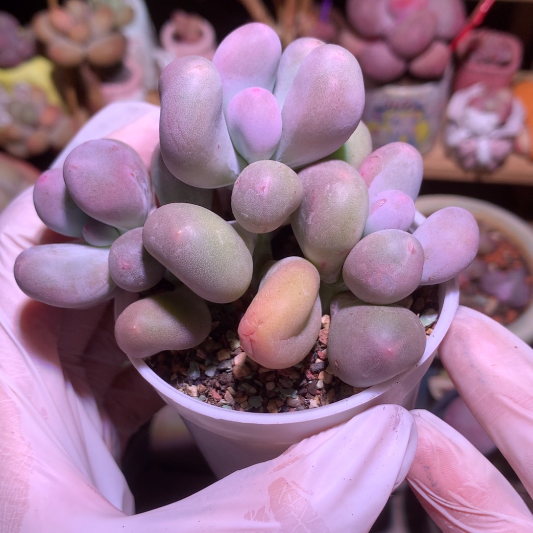 233 米可奶酪多肉