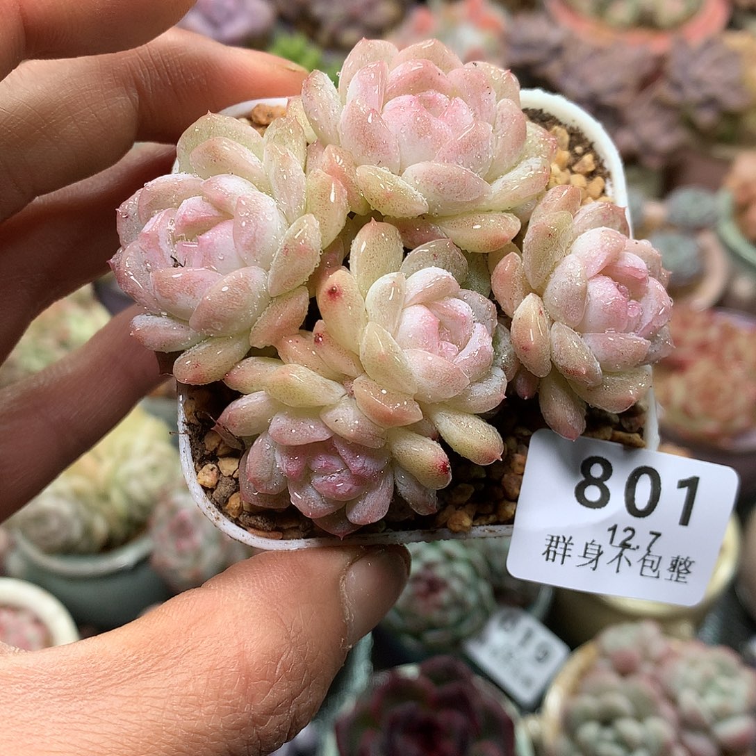 精控拇指盆12.7801