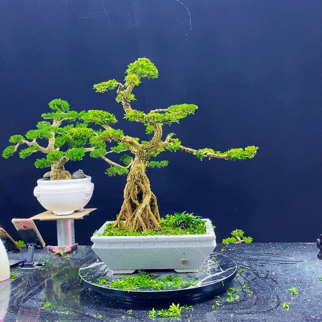 无花朵黄杨盆景造型