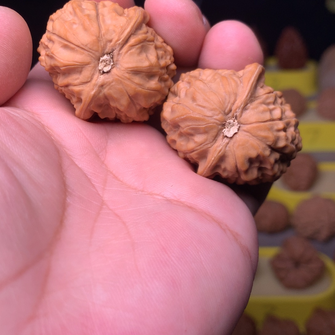 大叶紫檀（黑酸枝木类）黄松峪元宝