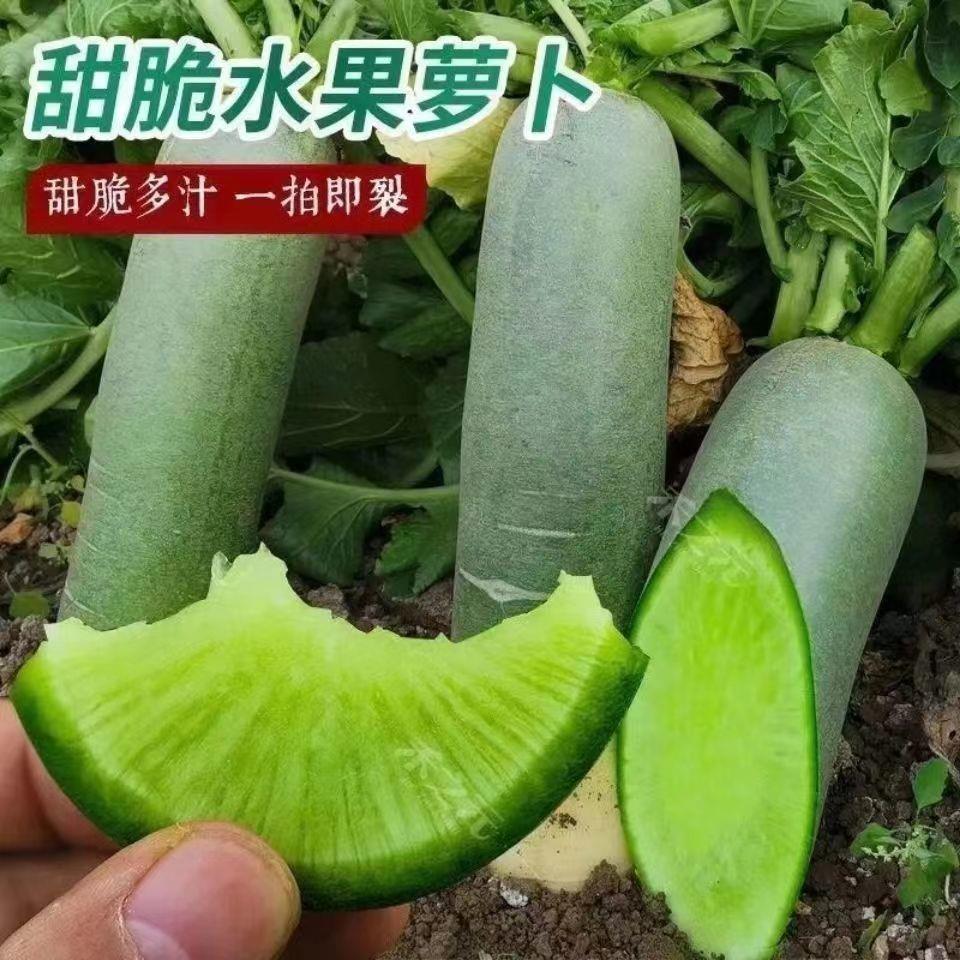 冰糖水果萝卜籽生吃脆甜农家蔬菜四季播种耐热绿萝卜籽