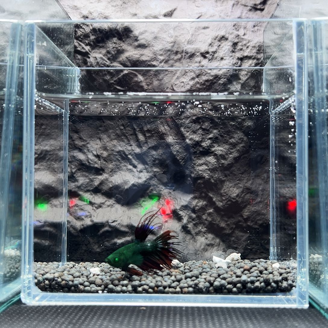 斗鱼精品精品精品精品精品精品