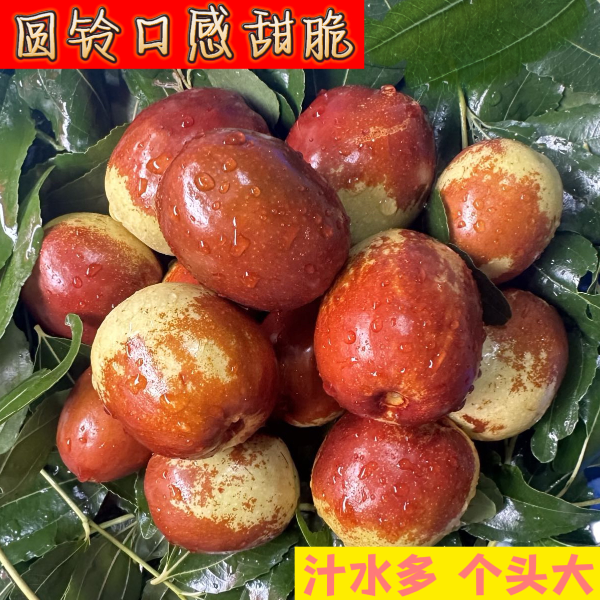 圆铃大枣朝阳大枣净重3-5斤口感甜脆包邮