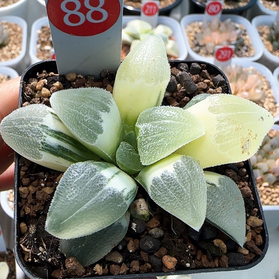 88号蓝光磨面锦一物一拍带盆