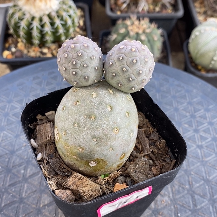 【闪购商品】习自野