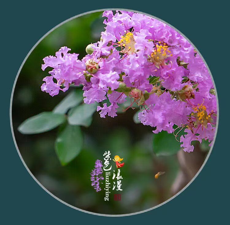 原生紫薇花老桩盆景基地直发