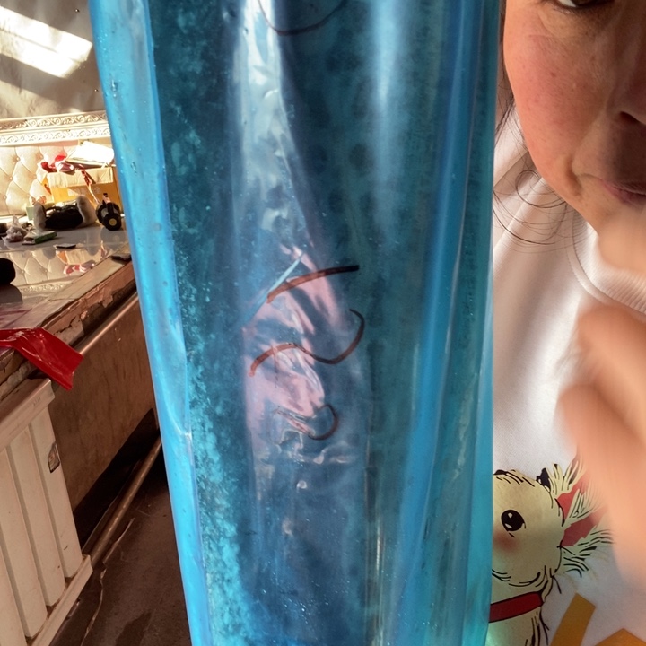 @***意中国大陆渤海湾野生燕鲅鱼34号