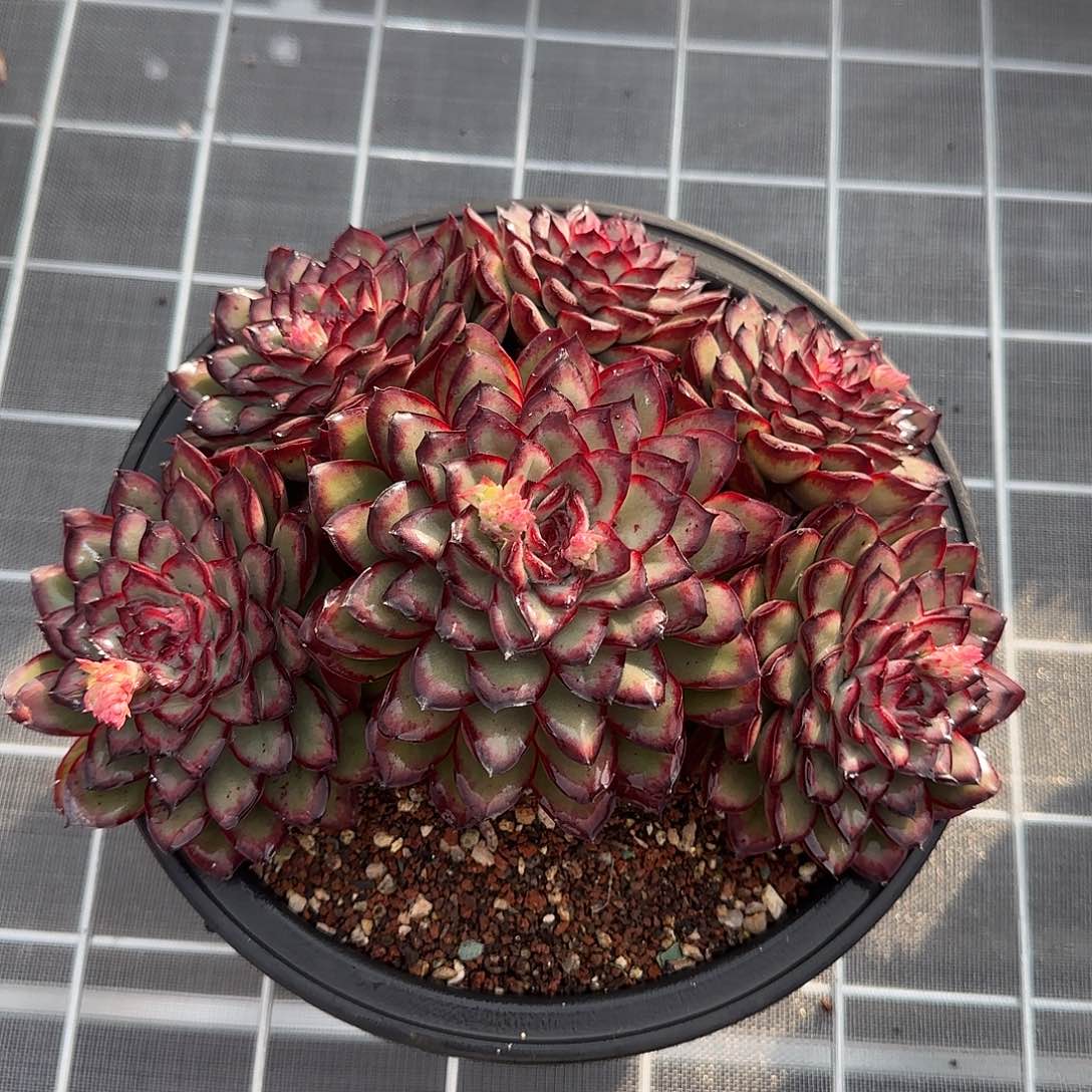 从前慢花园精选0124-肉酱玫瑰