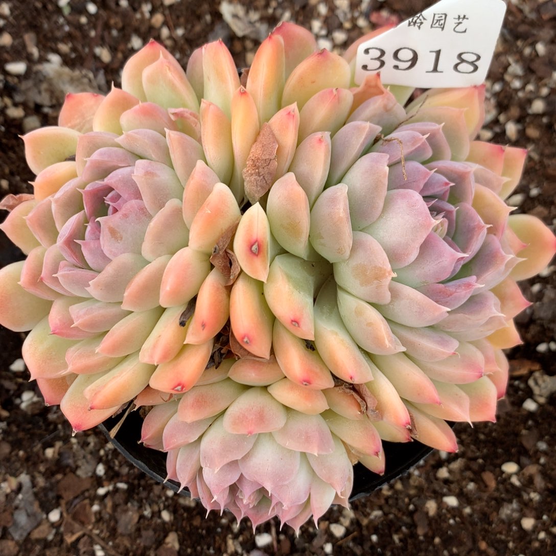 3918杂交多肉老桩