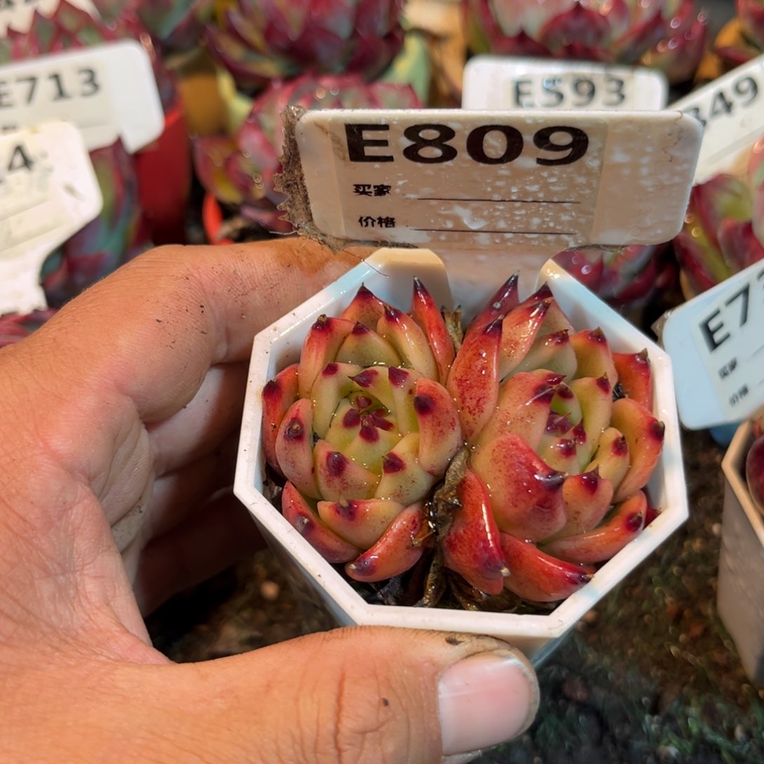 蓝龙多肉809号多肉